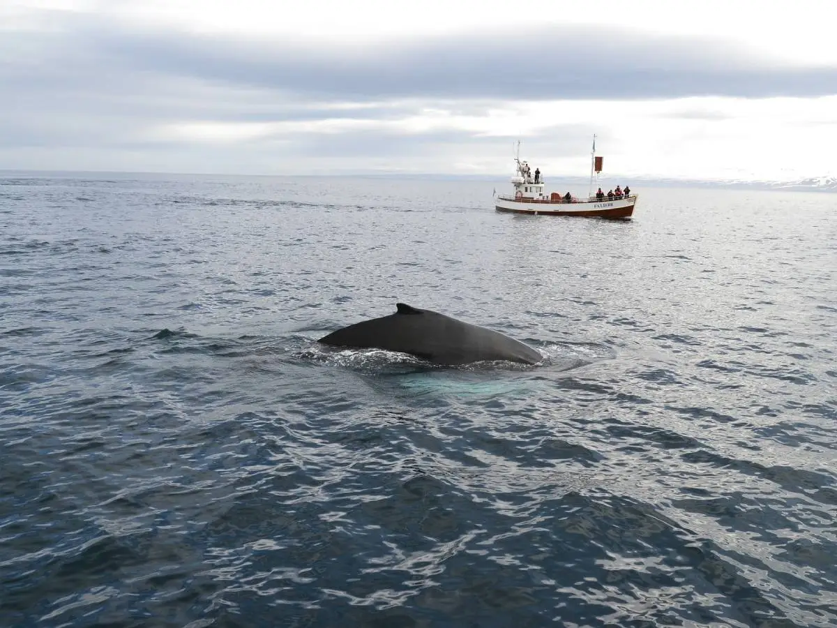 Islanda caccia balene