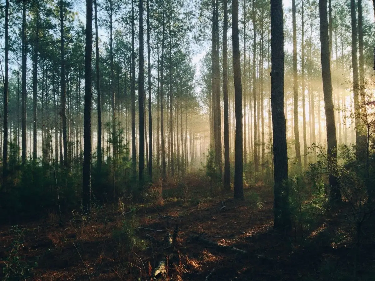 Le foreste vergini sono paesaggi forestali rimasti inalterati dall’attività umana