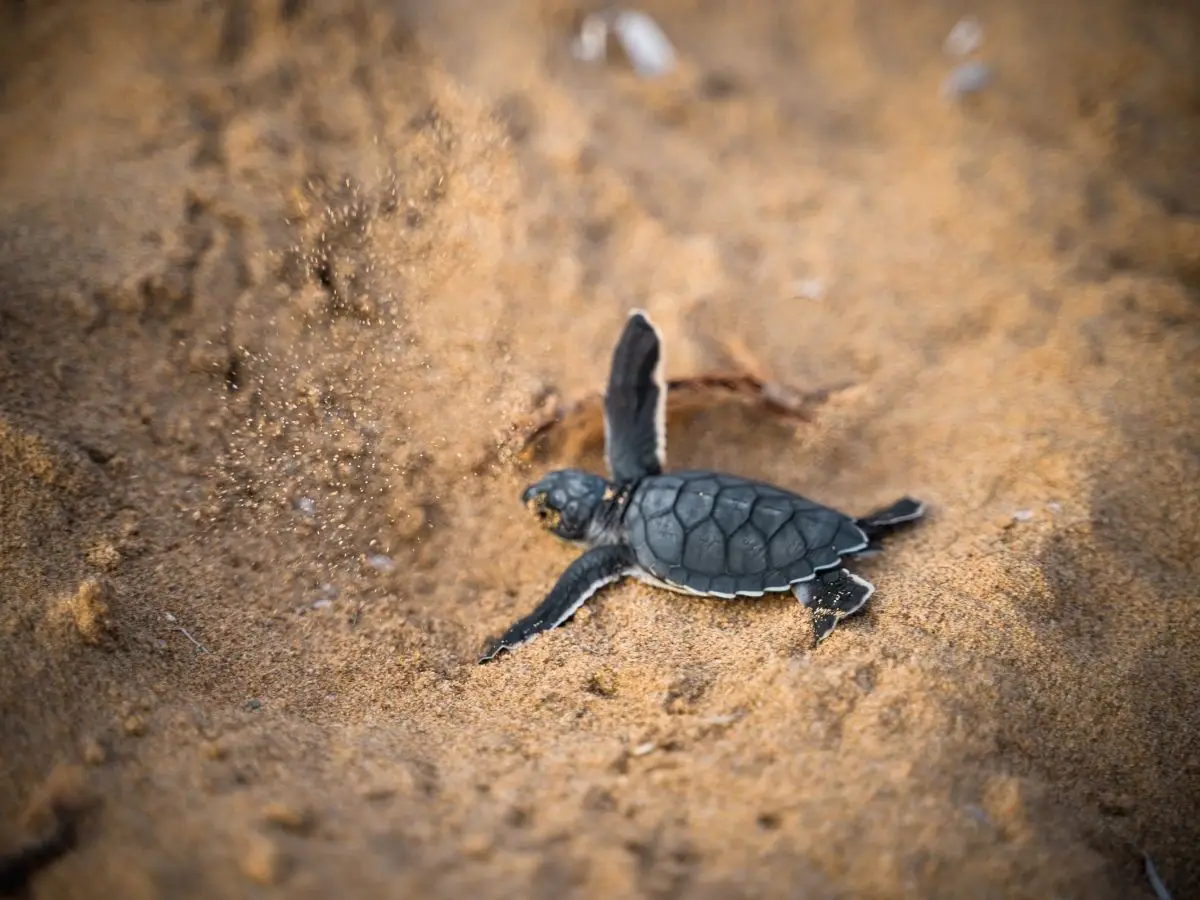 Per l'estate 2022 sulla costa campana si cercano volontari amanti della natura per individuare e sorvegliare i nidi delle tartarughe Carretta carretta