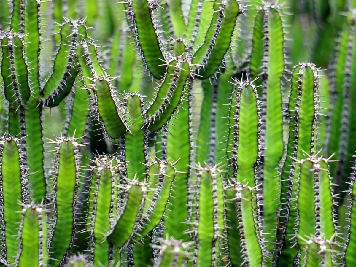 cactus estinzione