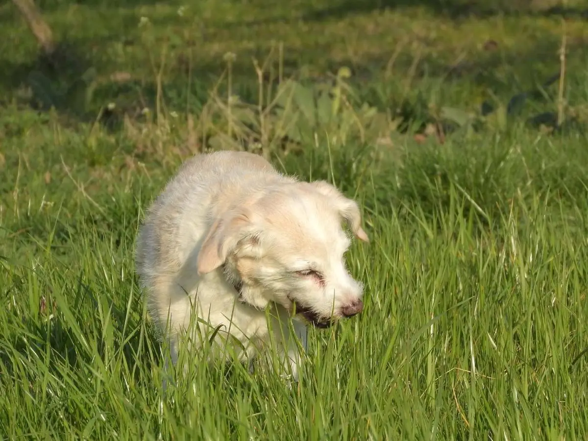 cani mangiano erba
