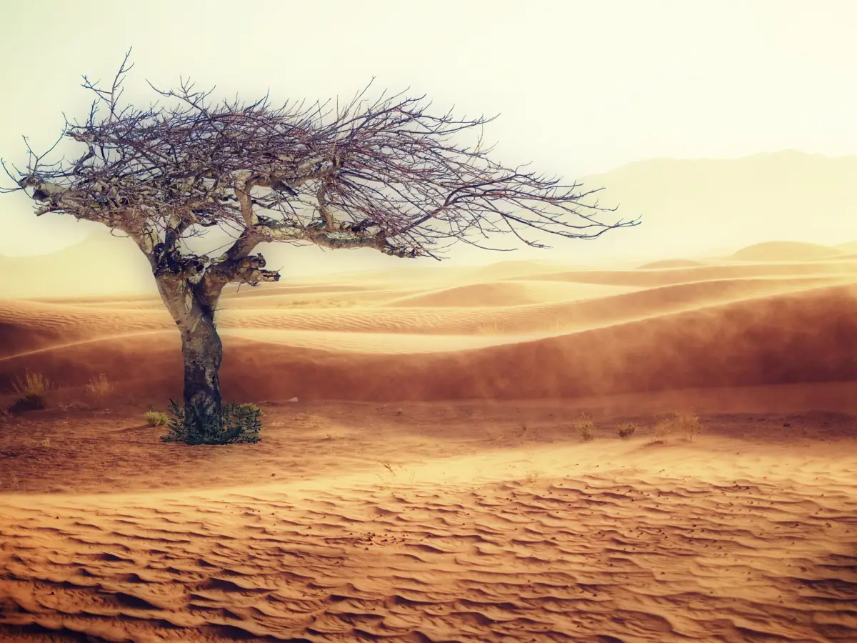 giornata mondiale desertificazione