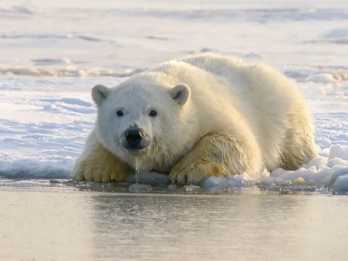 Orsi polari, scoperta una sottopopolazione che sopravvive senza ghiaccio marino
