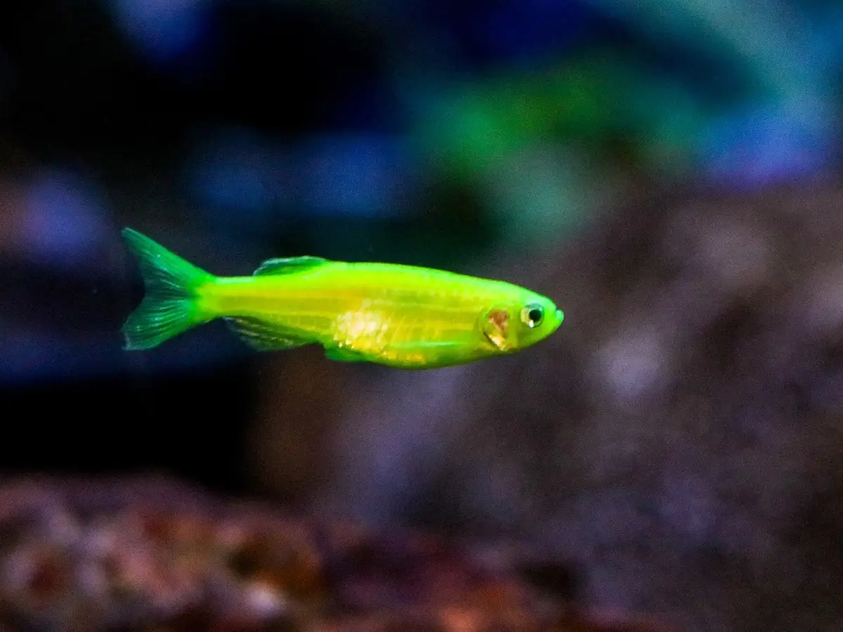 pesci fluorescenti brasile