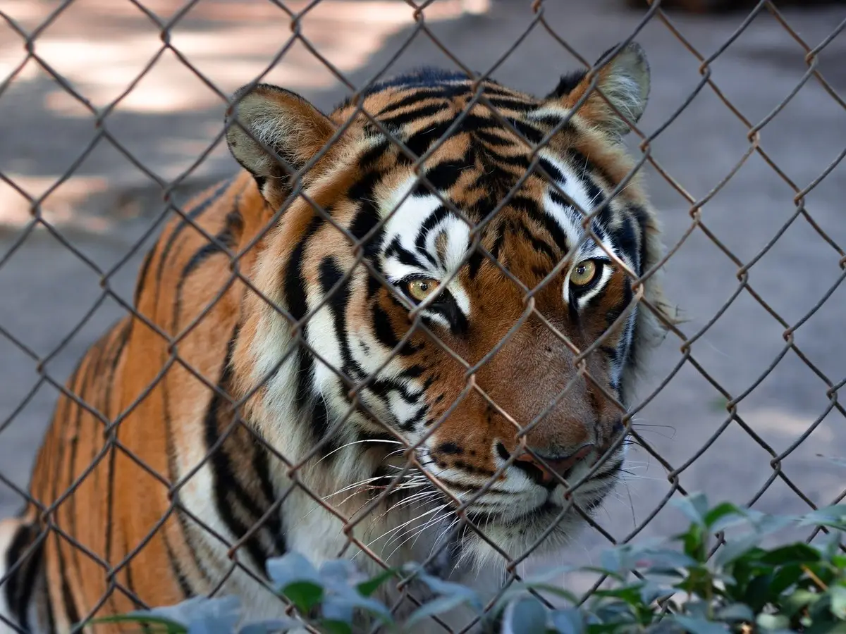 tigri in cattività