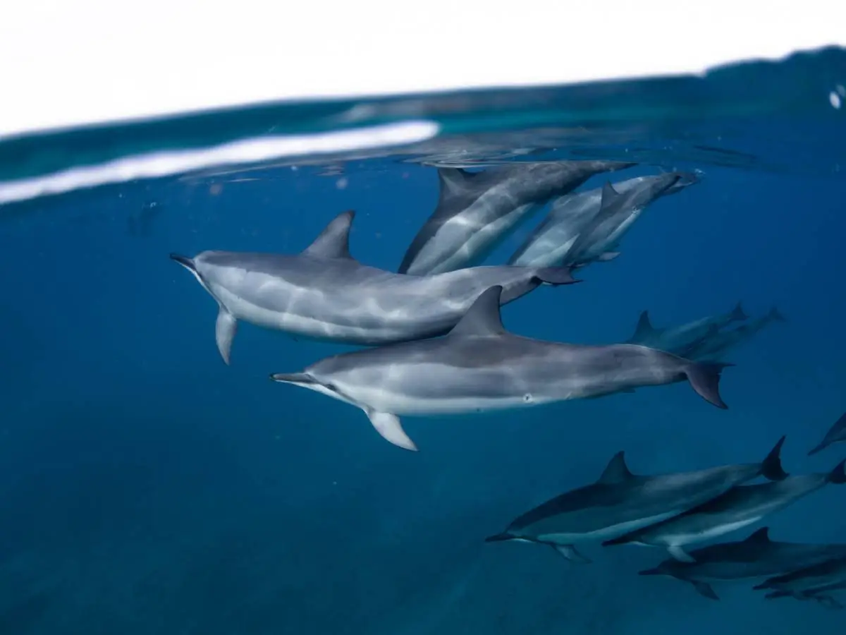 delfini Isole Faroe