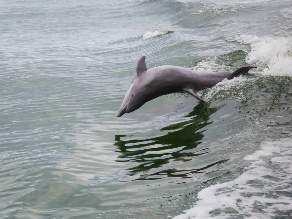 delfini New York