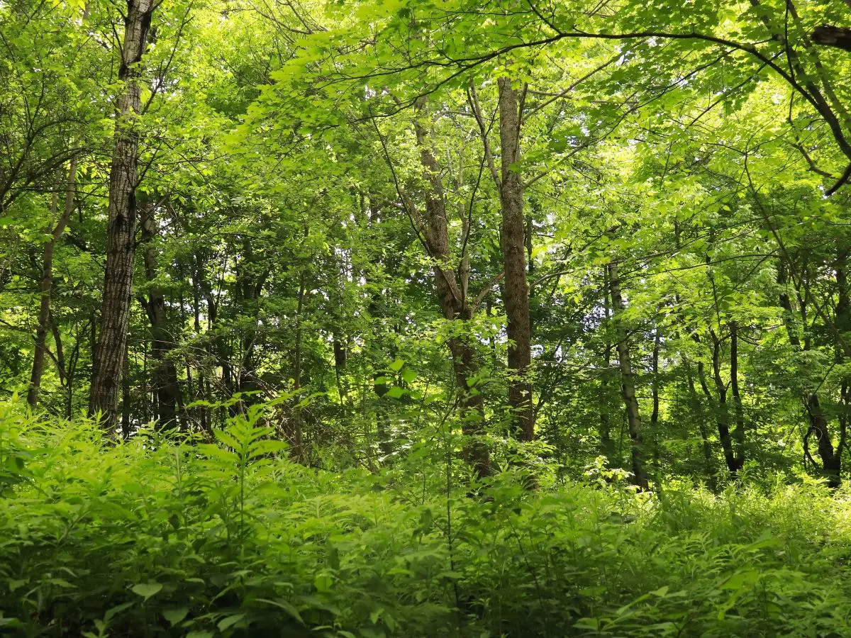 Le piccole foreste private sono una risorsa contro emissioni