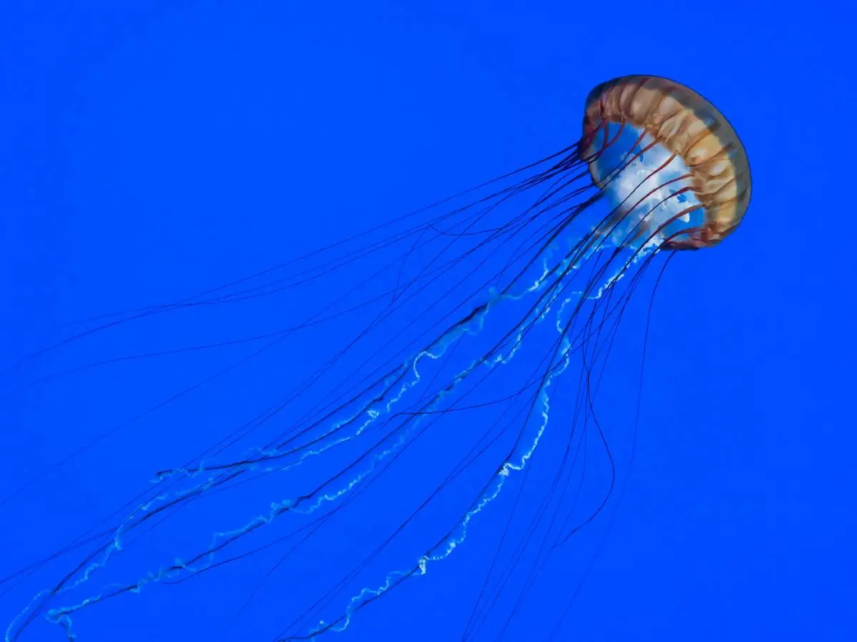 punture meduse