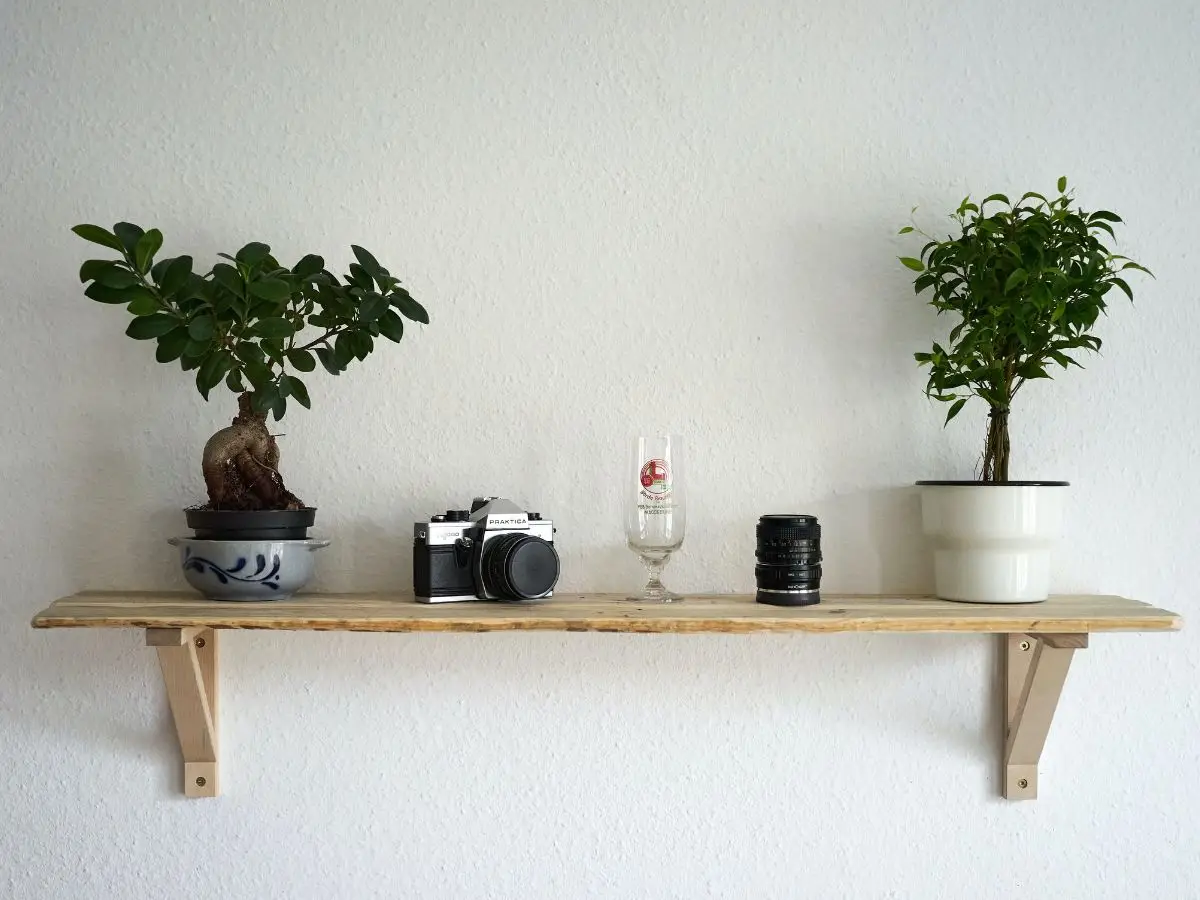 Come curare bonsai in casa
