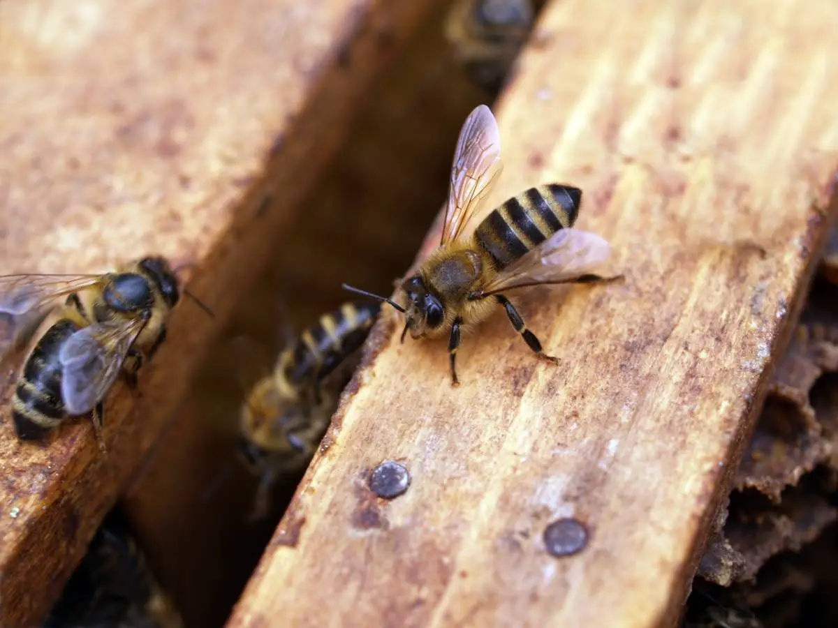 diffeerenza api vespe calabroni