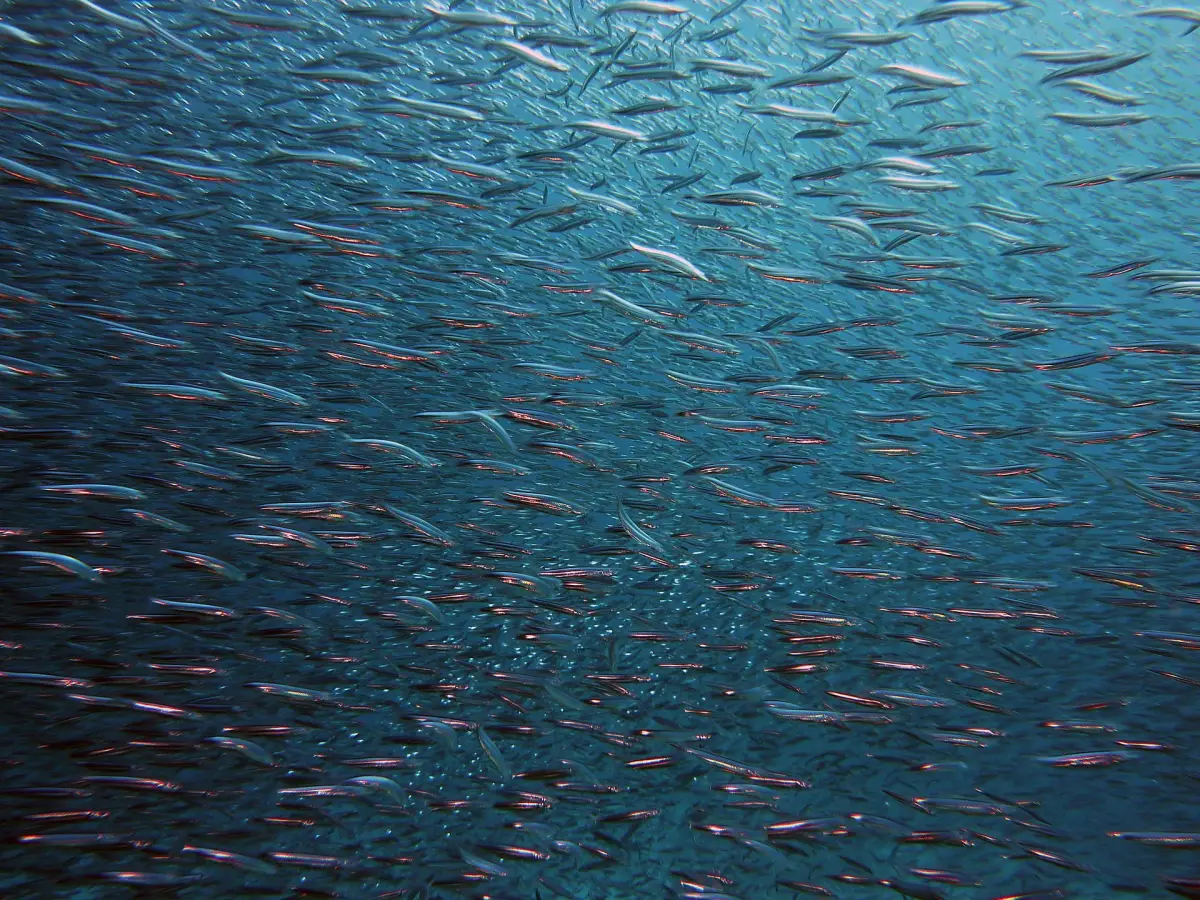 riscaldamento oceani omega-3
