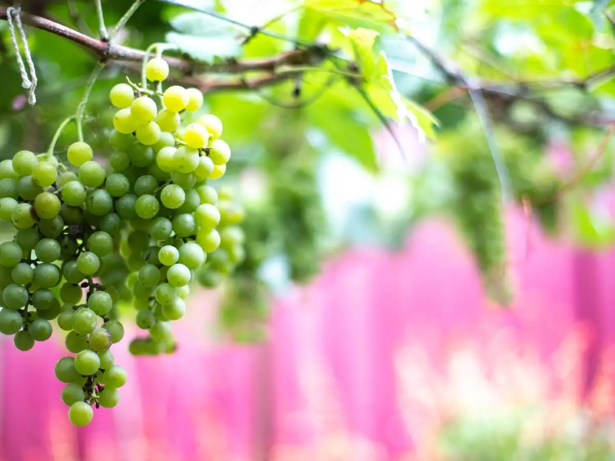 uva bianca proprietà benefici
