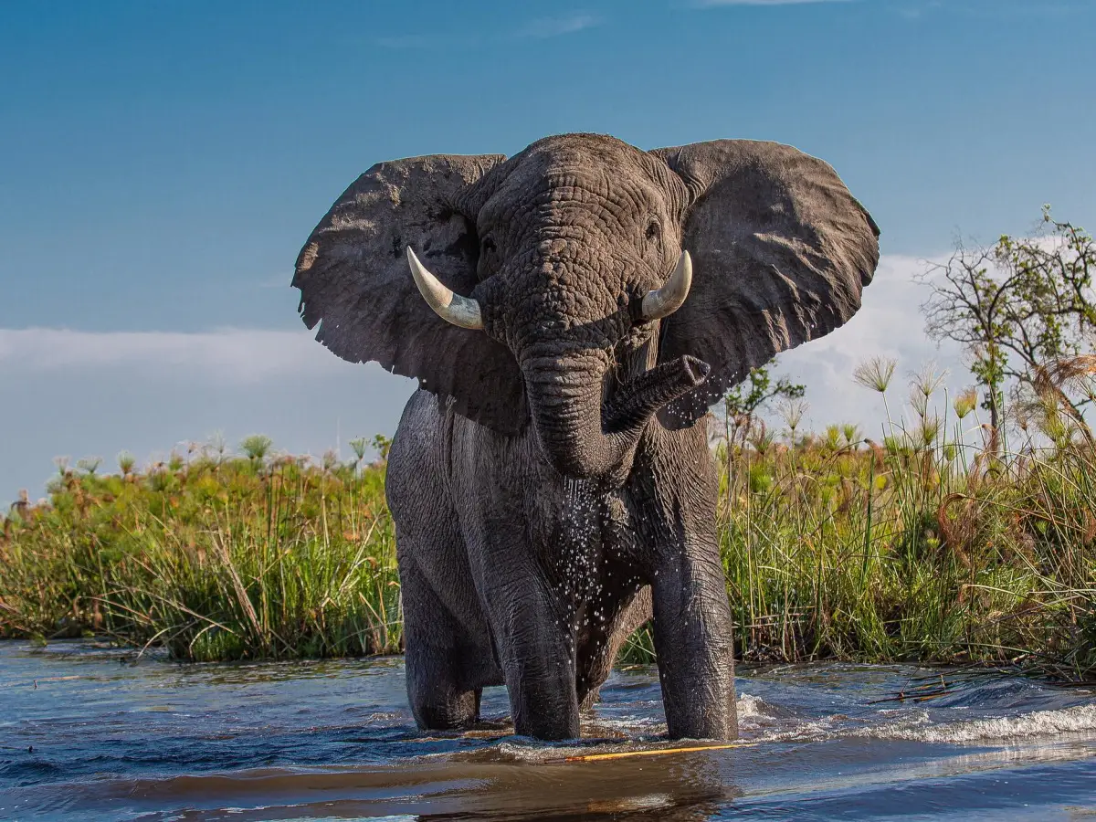 differenza tra elefante africano asiatico