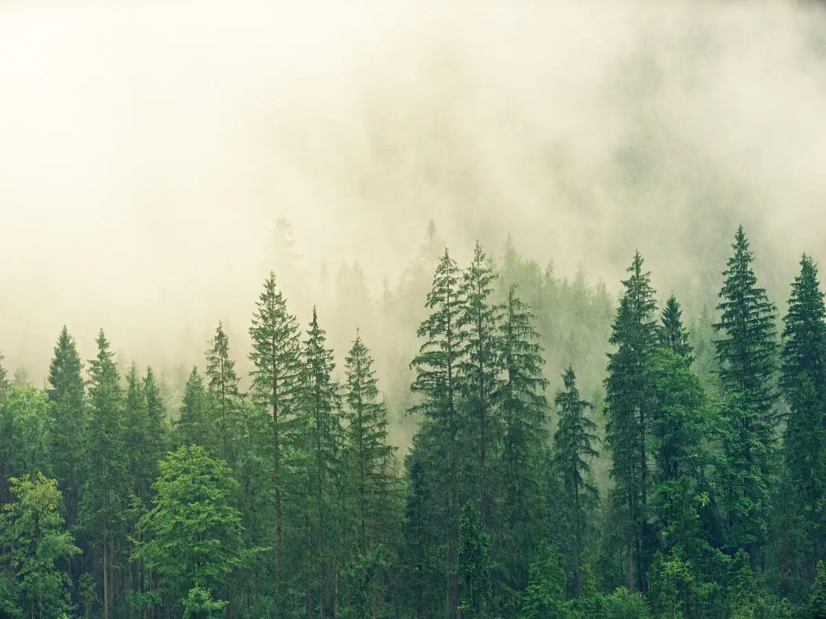 “Walden. Ovvero vita nei boschi” di Henry David Thoreau
