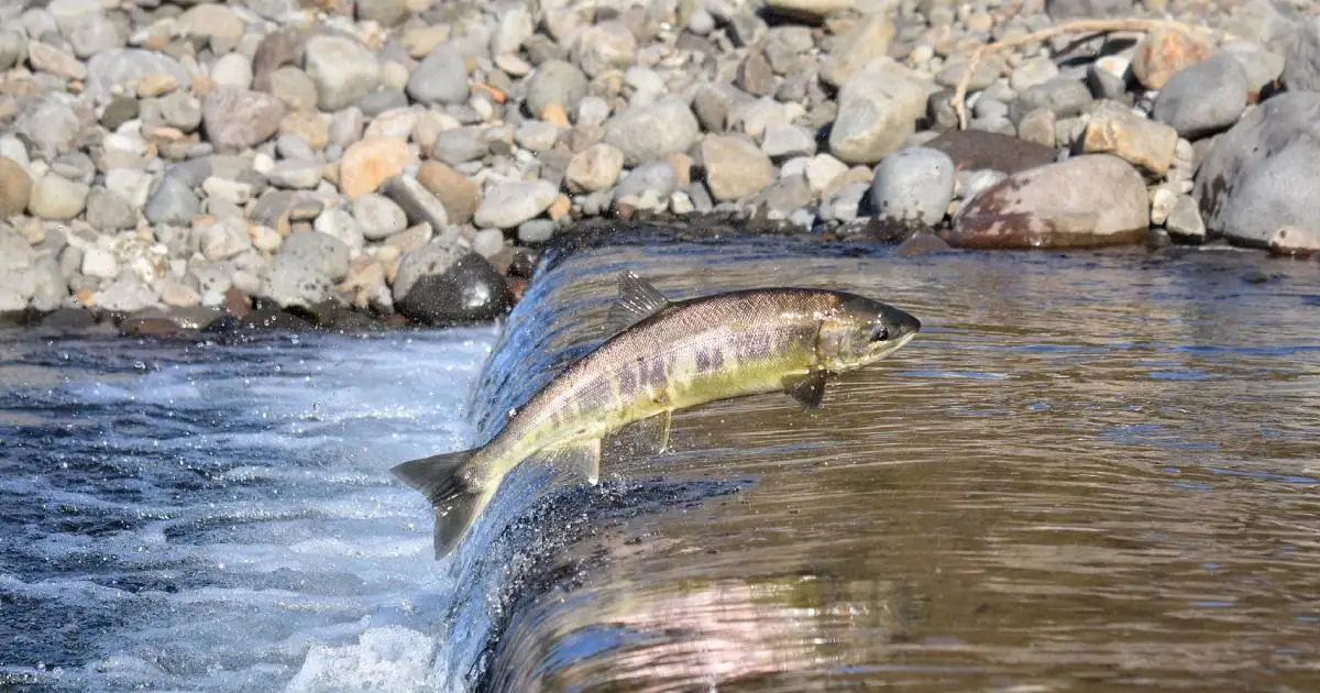 Canada: Drought kills 65,000 salmon