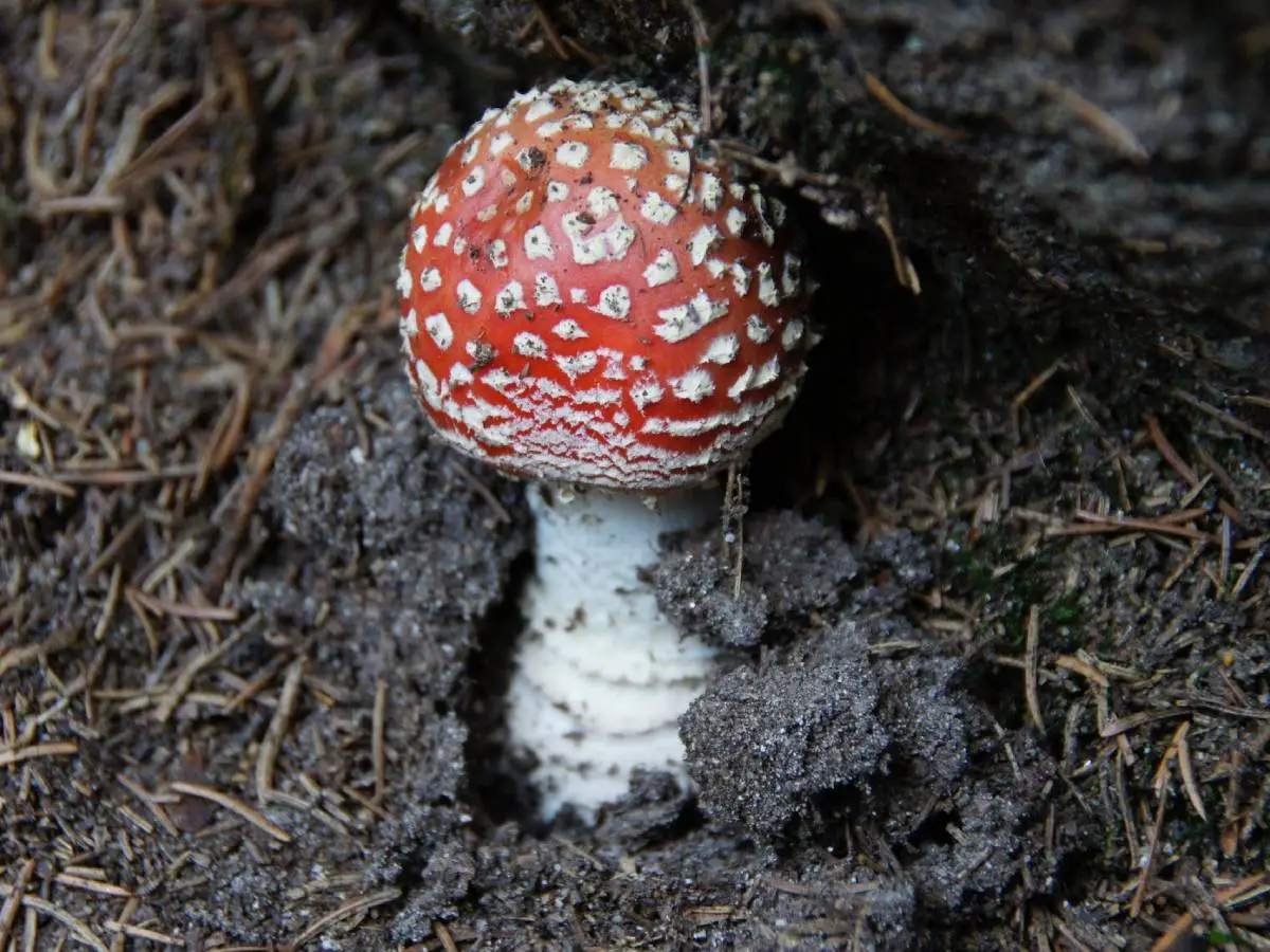 funghi velenosi come riconoscerli