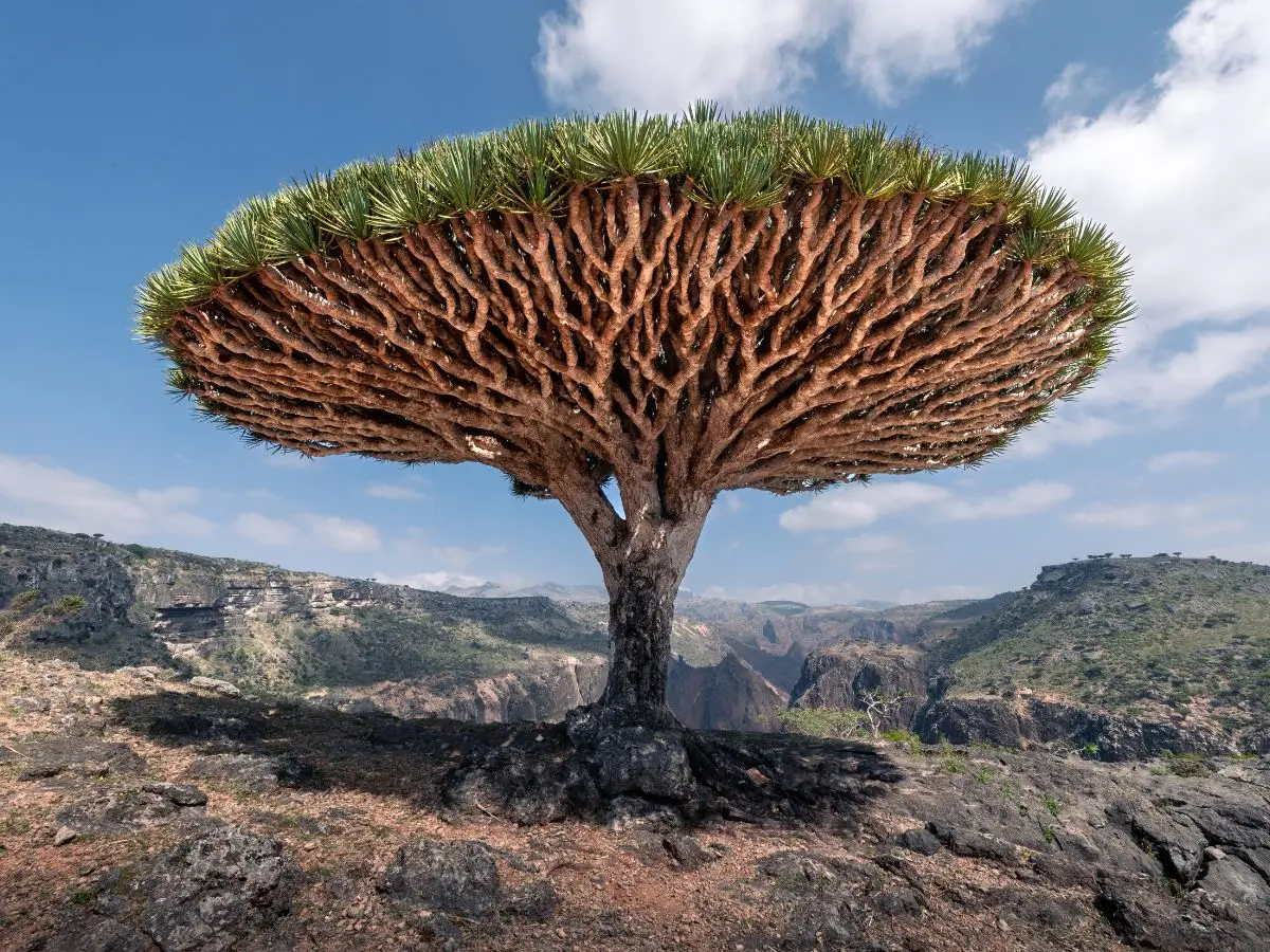 L’albero del sangue di drago rischia di sparire a causa della crisi climatica