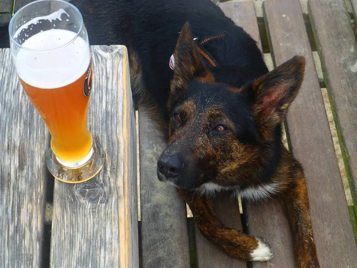 birra per cani tacchino