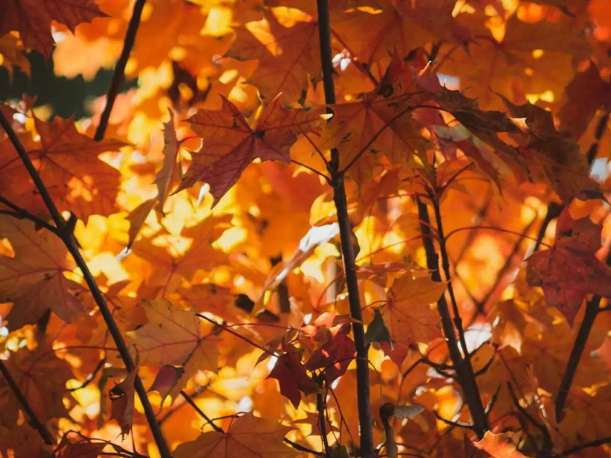cambiamento climatico autunno foliage