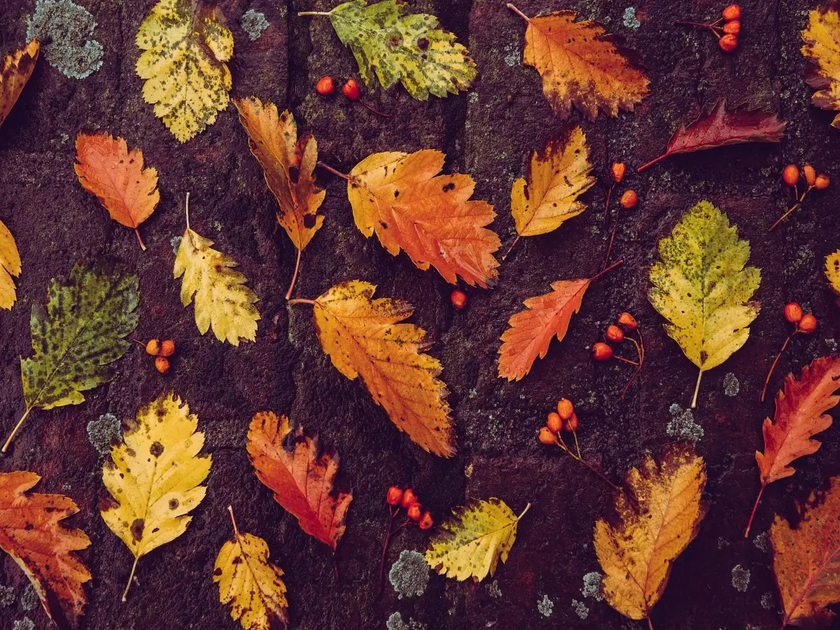 colore foglie cambia