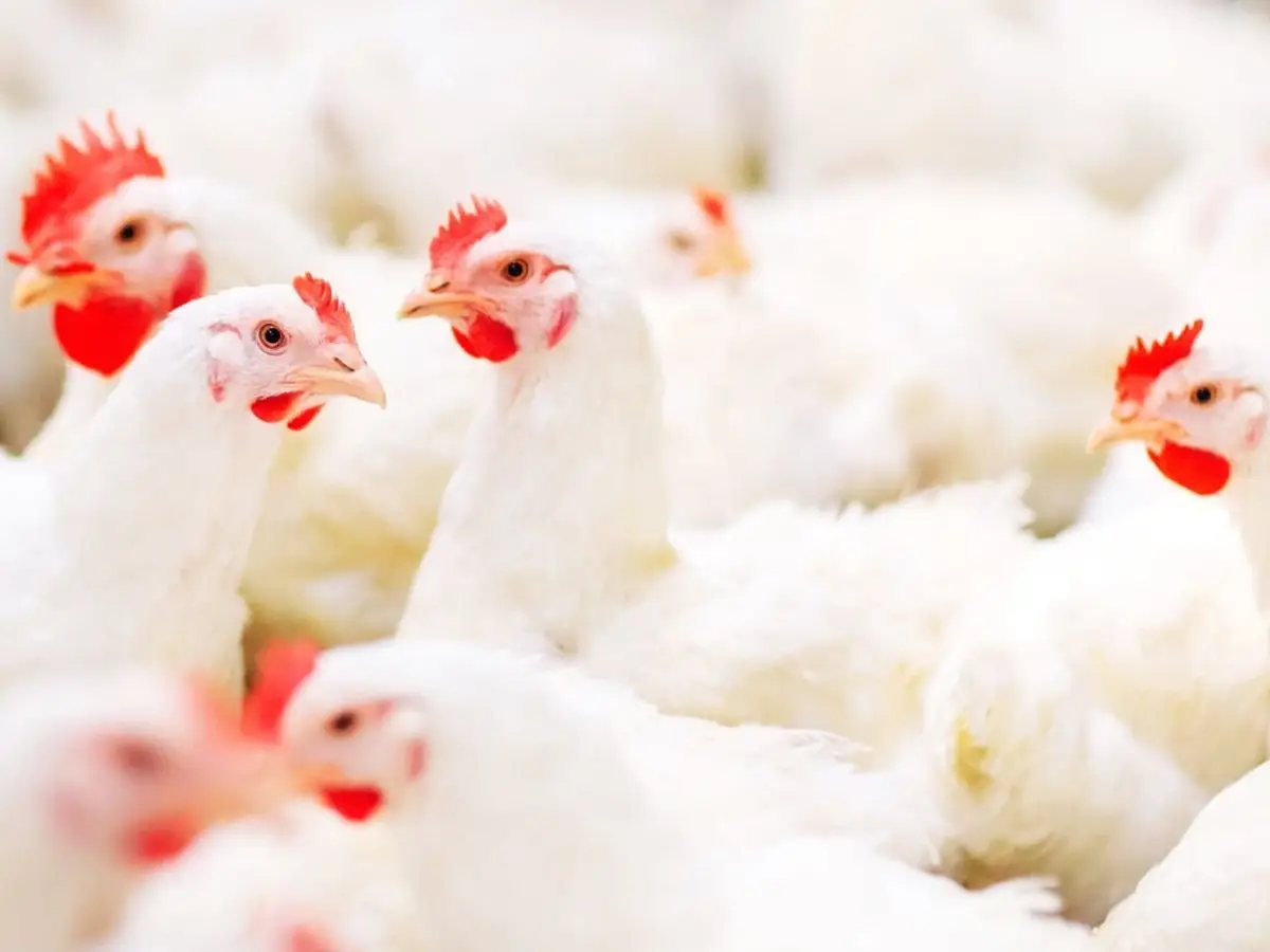 Pollo broiler, la triste storia di un animale frutto della selezione genetica