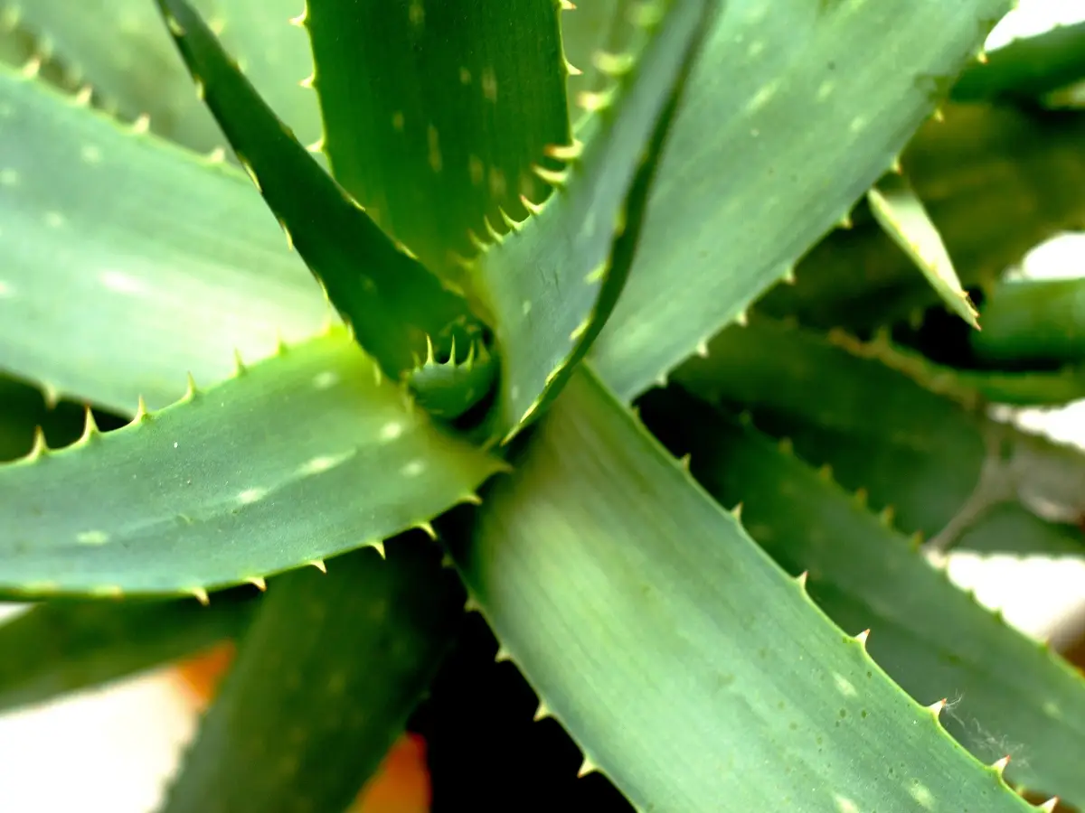 agave aloe differenza