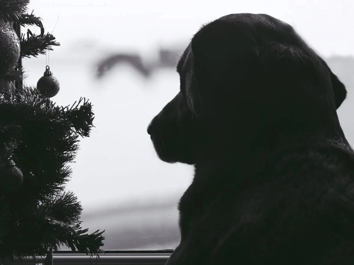 albero di Natale a prova di cane