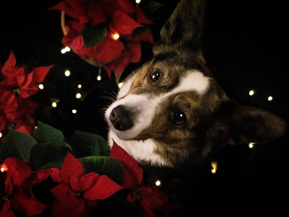 cane mangia stella di Natale cosa fare