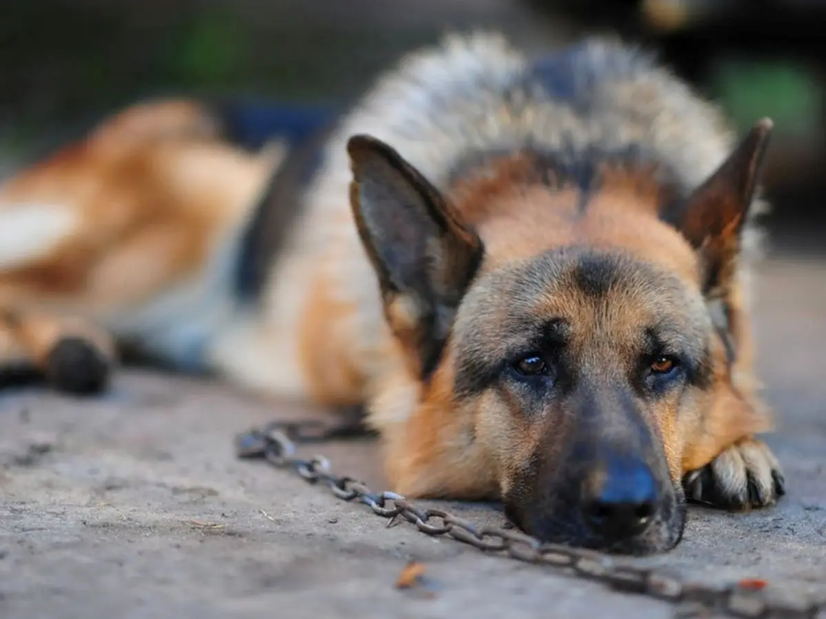 Cani alla catena: le sanzioni previste nelle Regioni italiane