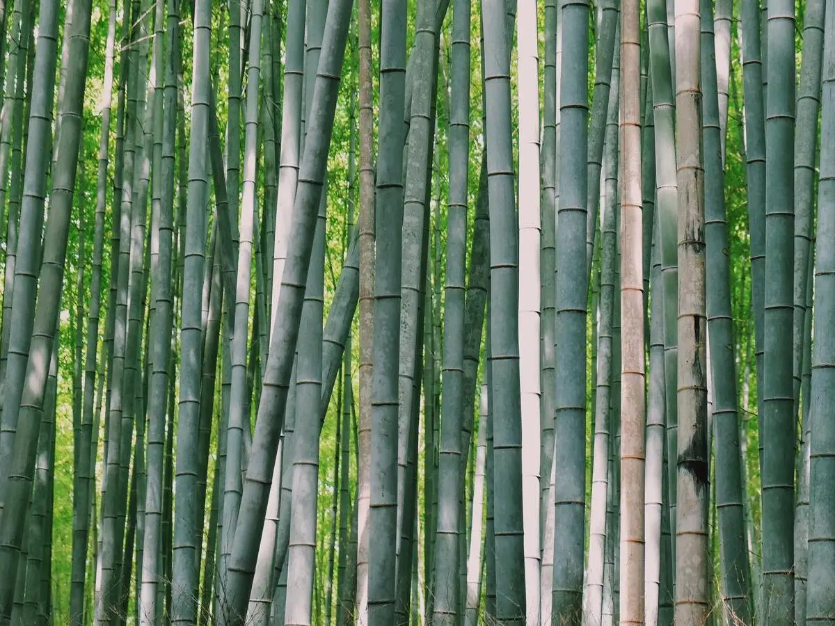 caratteristiche bambù