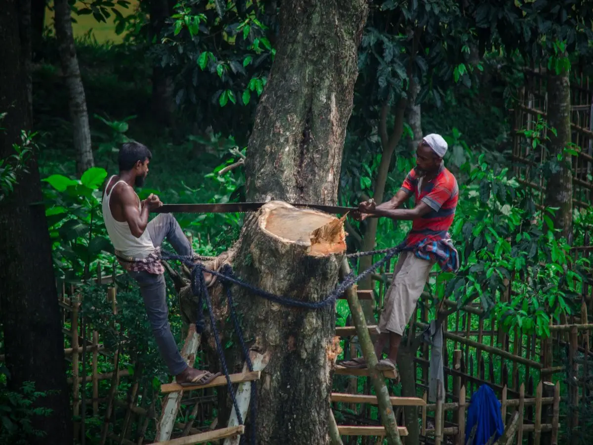 Deforestazione, nel 2022 spariti 3mila campi da calcio al giorno di Amazzonia