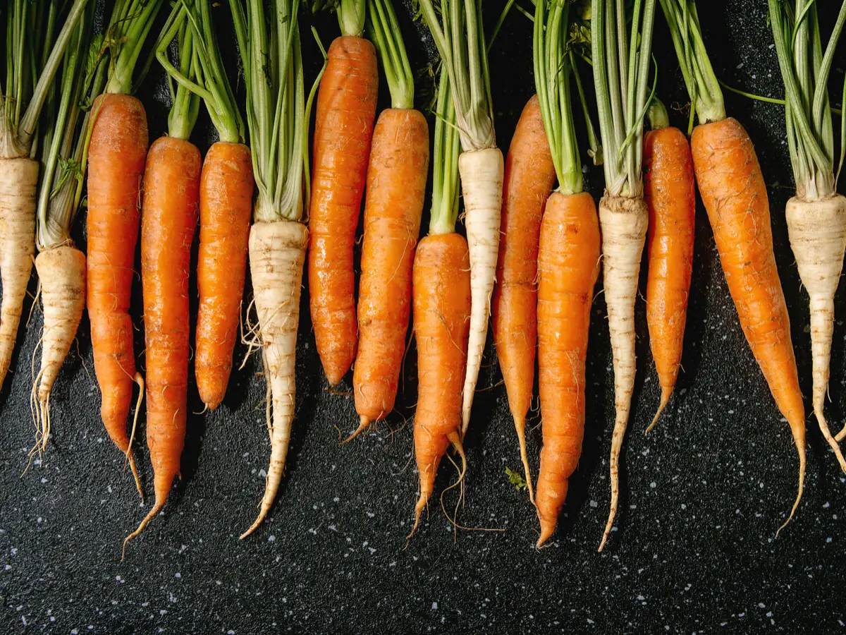differenza pastinaca carota