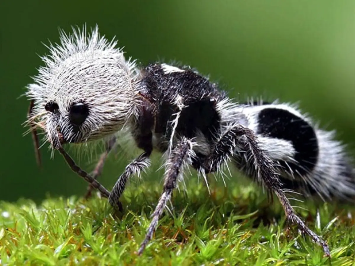 formica panda vespa