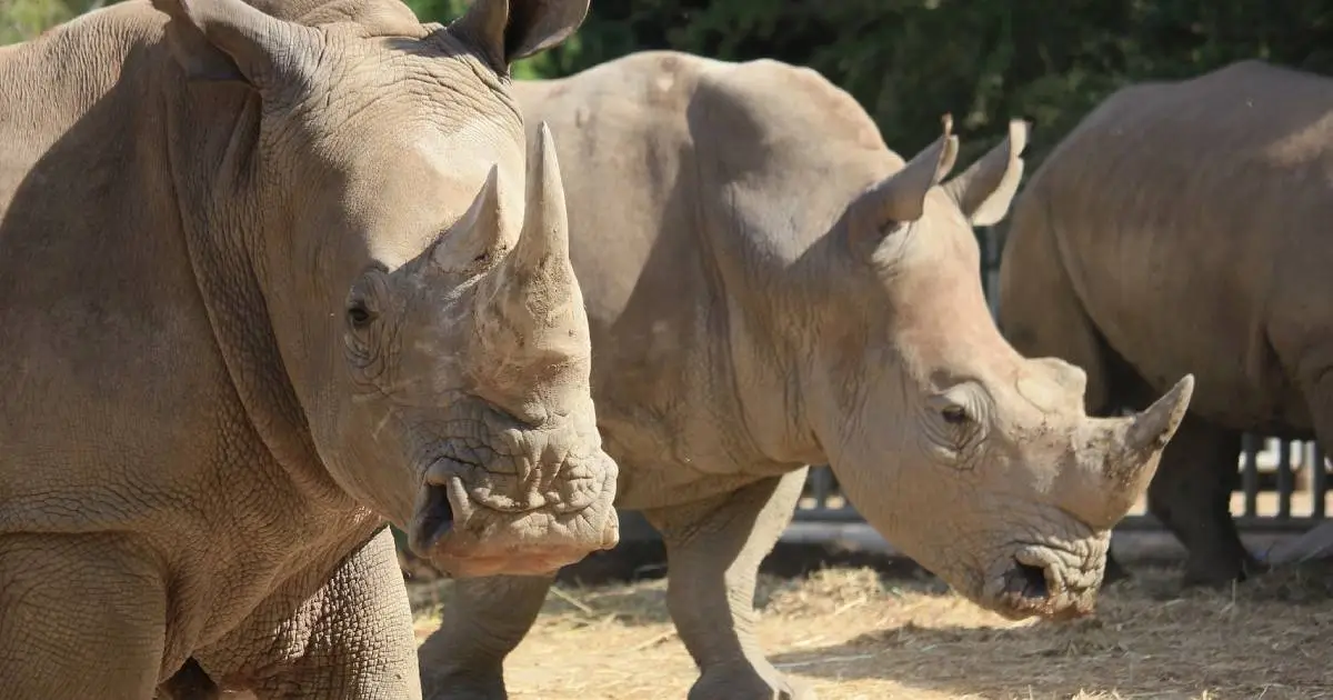 The white rhino: Science can save it from extinction