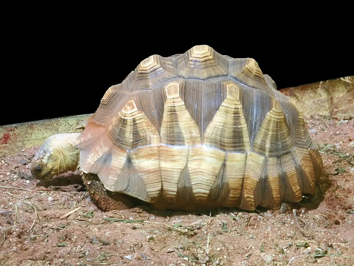 tartaruga più rara del mondo