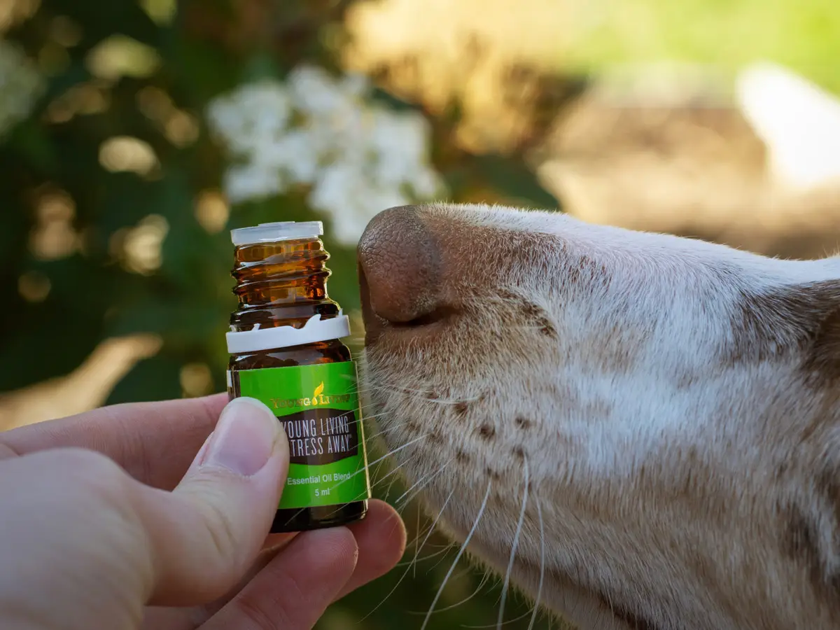 aromaterapia cani gatti