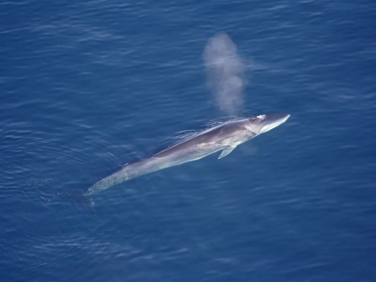 avvistamento balene record
