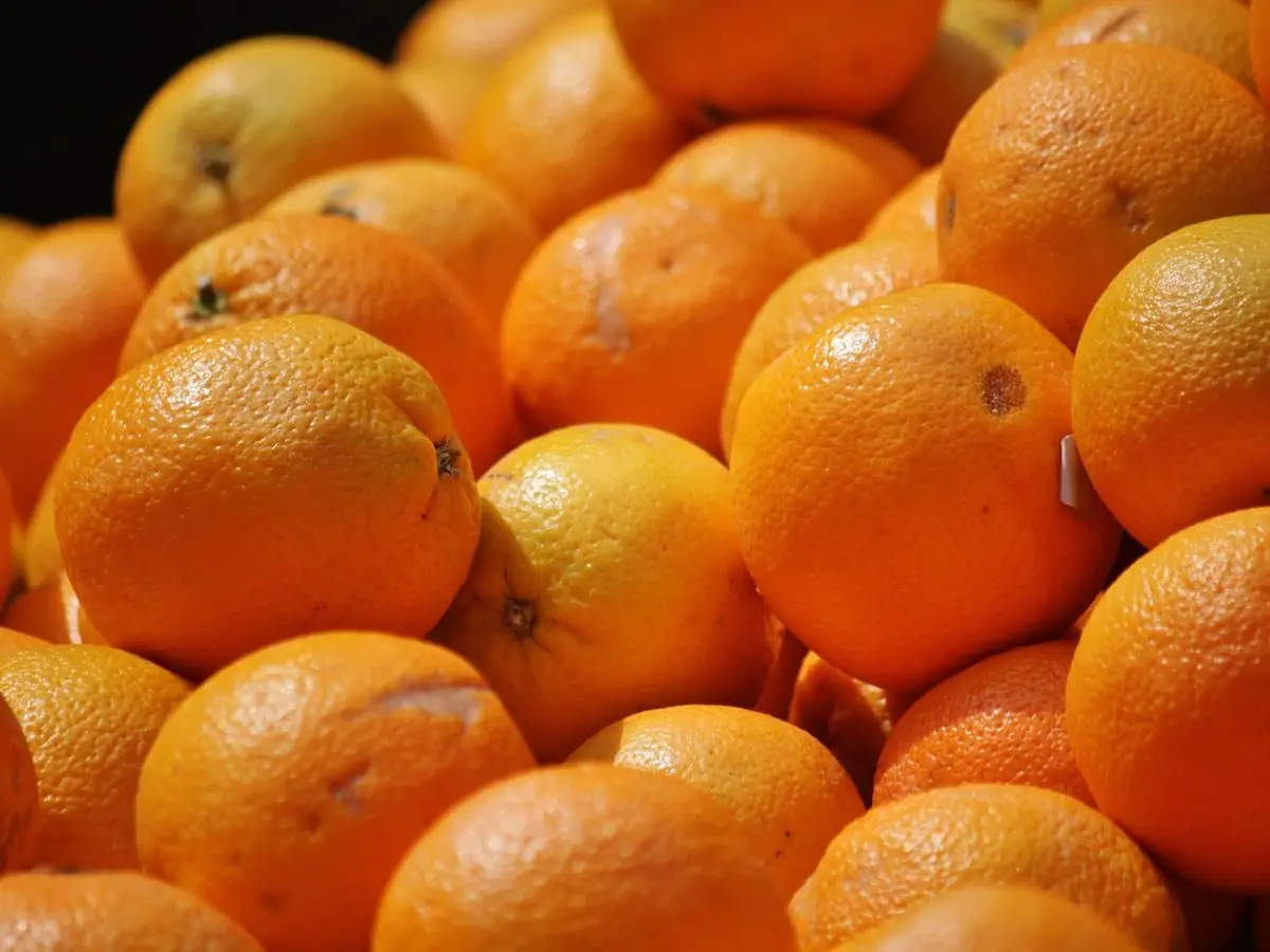 Carnevale di Ivrea, zero spreco: le arance della battaglia vengono riciclate