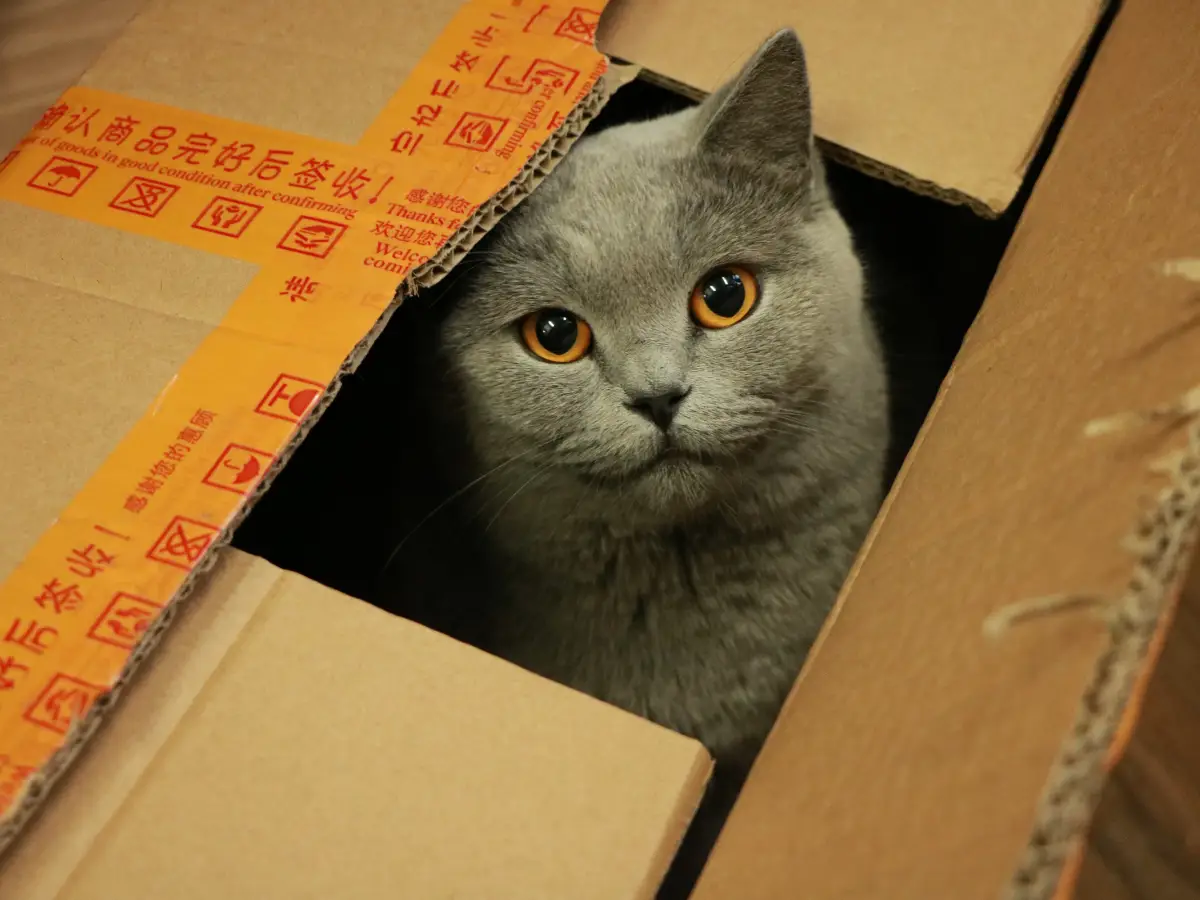 gatti adorano scatole