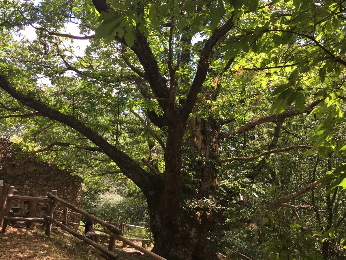 gigante buono albero calabria