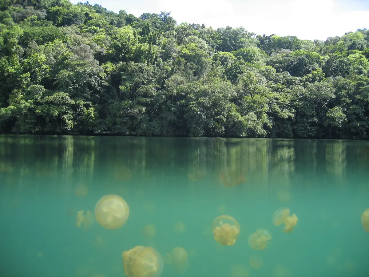 lago delle meduse