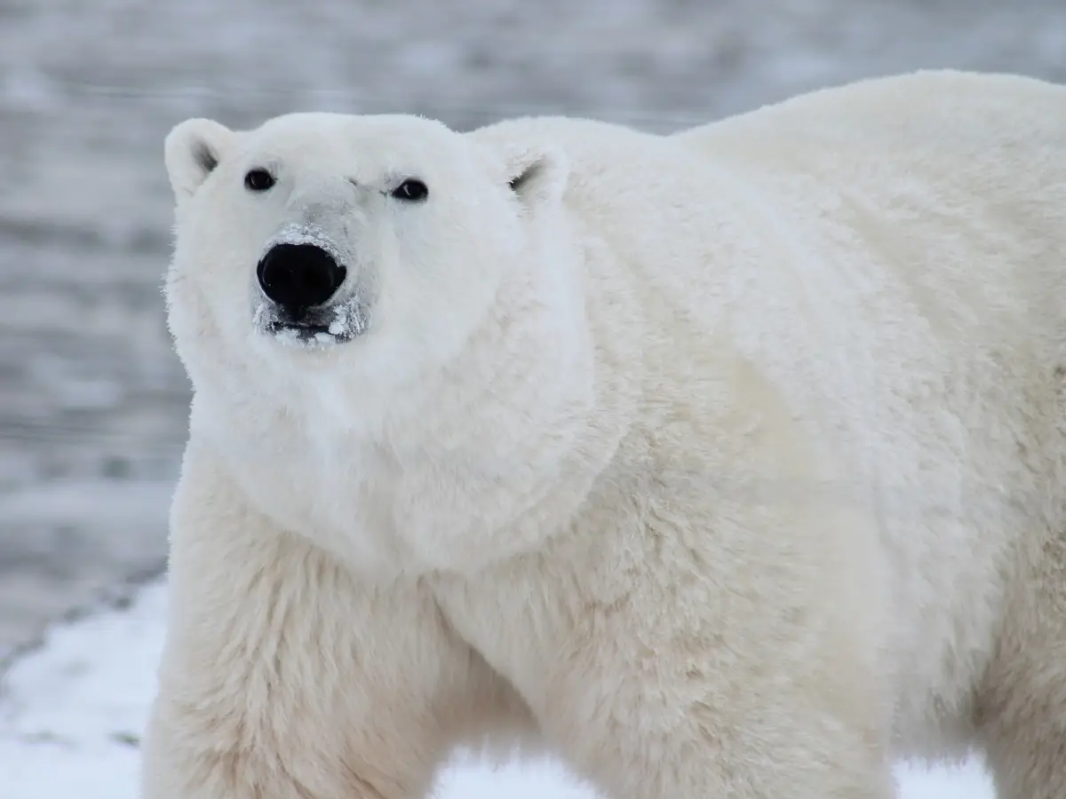 perche orso polare estinzione