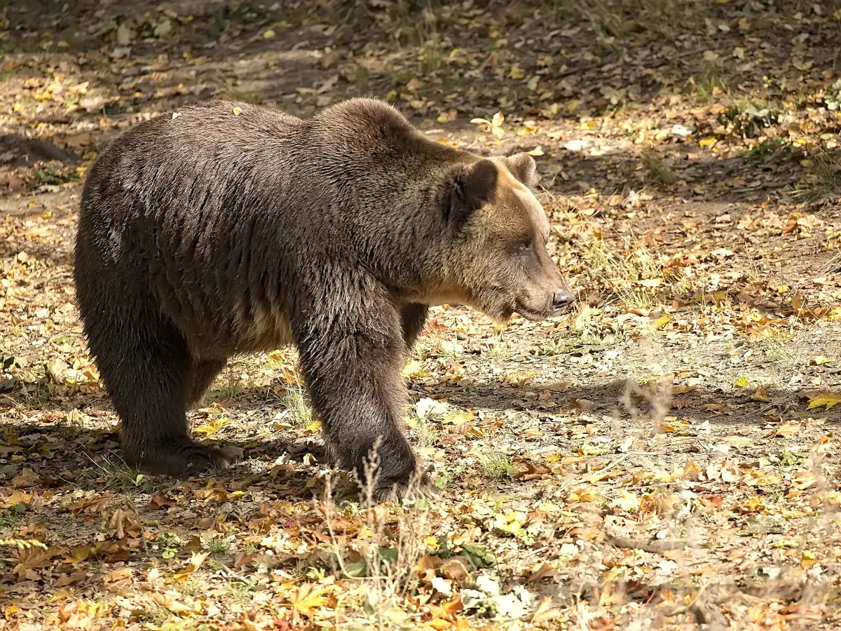 animali aggressivi italia orso