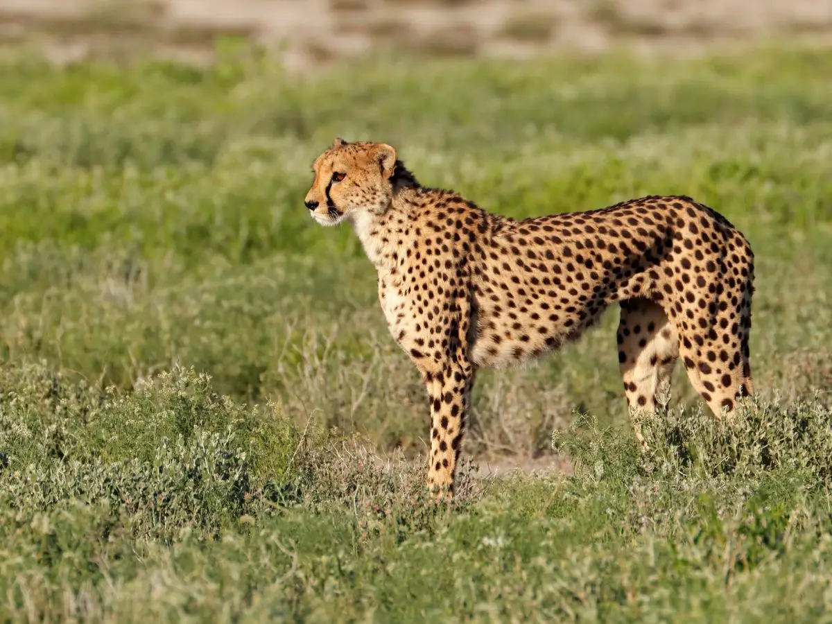 ghepardo india