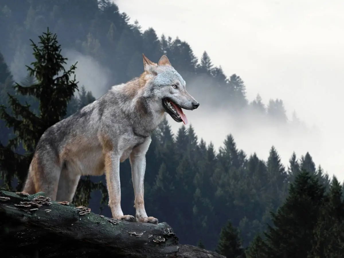 incontro ravvicinato con un lupo
