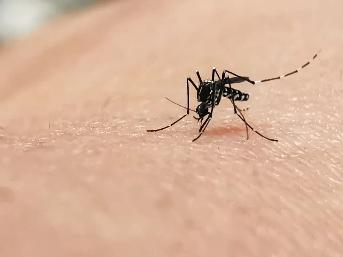 : perché le zanzare pungono
