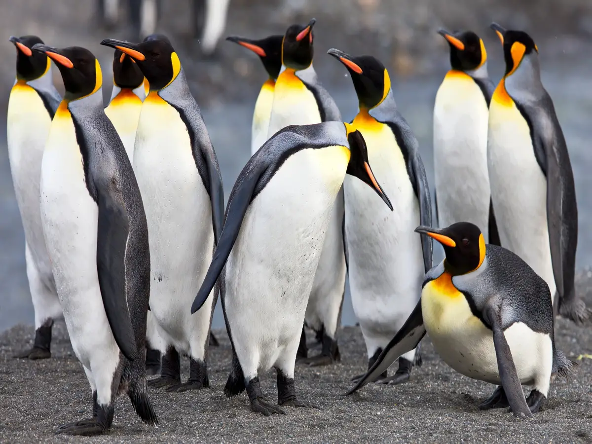 Pinguini guano