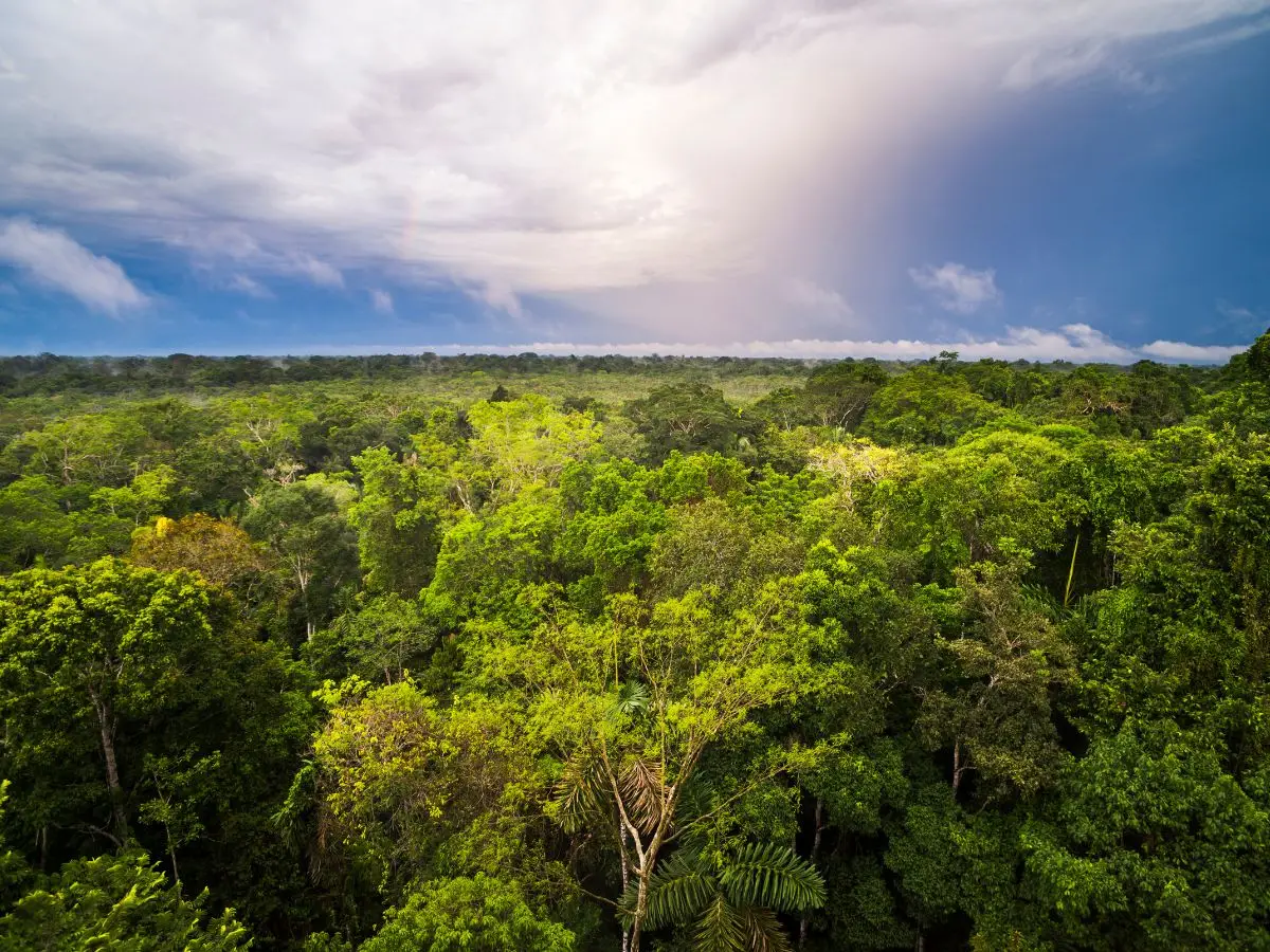 amazzonia foreste salute