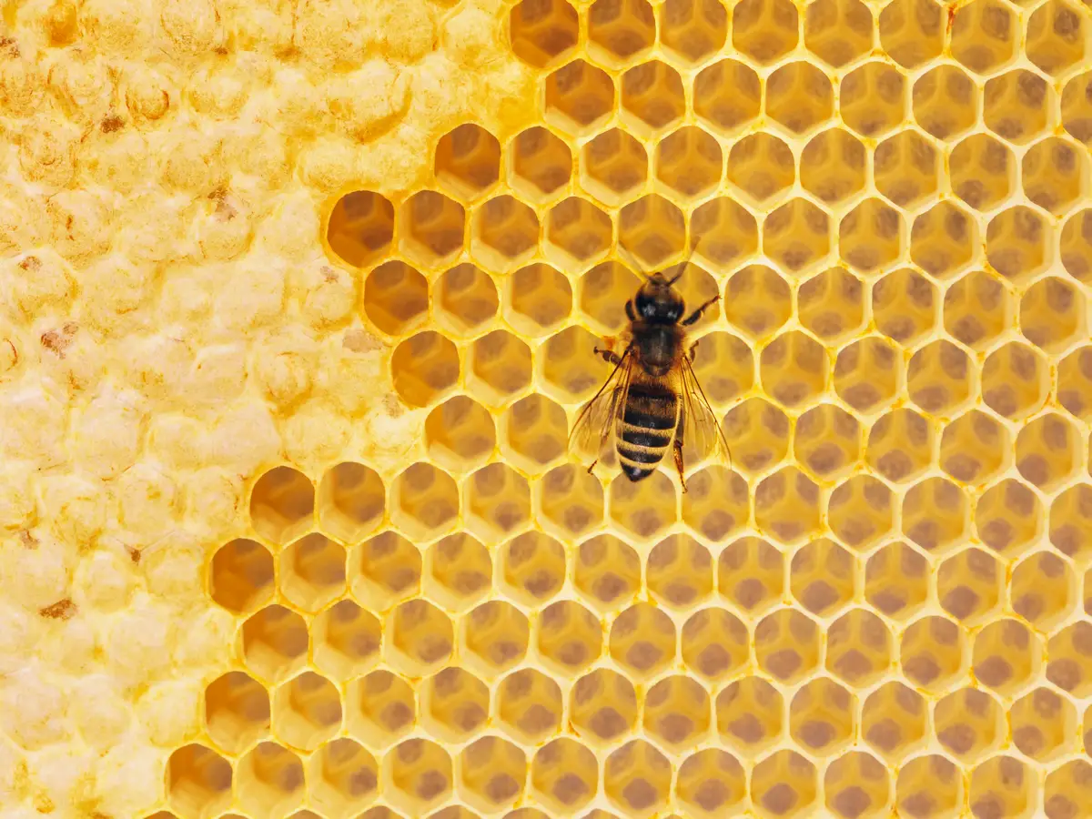 api mellifere calabroni